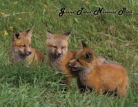 Fox Kits Postcard